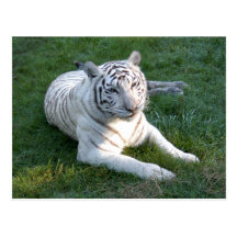 Weiße Tiger-Postkarte