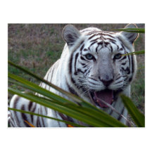 Weiße Tiger-Postkarte