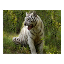 Weiße Tiger-Postkarte