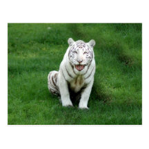 Weiße Tiger-Postkarte