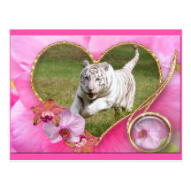 Weiße Tiger-Postkarte