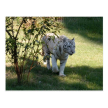 Weiße Tiger-Postkarte
