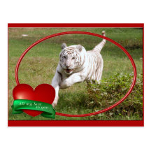 Weiße Tiger-Postkarte