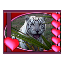 Weiße Tiger-Postkarte
