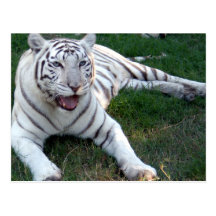 Weiße Tiger-Postkarte