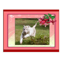 Weiße Tiger-Postkarte