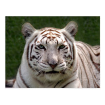 Weiße Tiger-Postkarte
