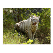 Weiße Tiger-Postkarte