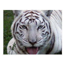 Weiße Tiger-Postkarte