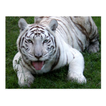 Weiße Tiger-Postkarte