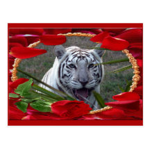 Weiße Tiger-Postkarte