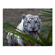 Weiße Tiger-Postkarte