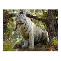 Weiße Tiger-Postkarte