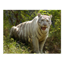 Weiße Tiger-Postkarte