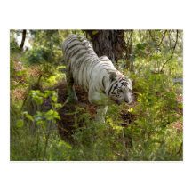 Weiße Tiger-Postkarte