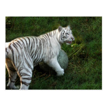 Weiße Tiger-Postkarte