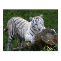 Weiße Tiger-Postkarte