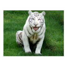 Weiße Tiger-Postkarte