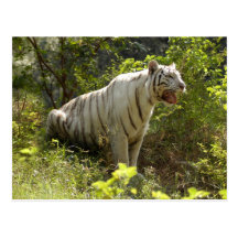 Weiße Tiger-Postkarte