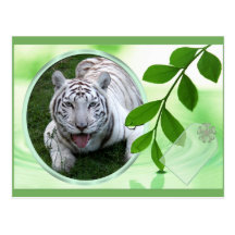 Weiße Tiger-Postkarte