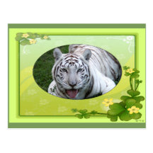 Weiße Tiger-Postkarte