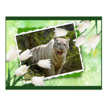 Weiße Tiger-Postkarte