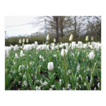 Weiße Tulpen lang und weit Individuelle Einladungskarten