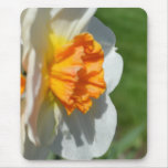 Weiße und orange Narzisse Mousepad
