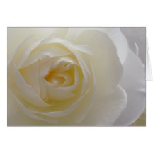 Weißer Blumen-Karten-Rosen-Blumen-Gruß-Karten-frei