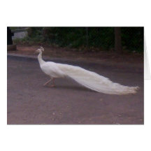Weißer Pfau Grußkarte