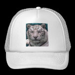 Weißer Tiger, Hut kappen