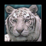 Weißer Tiger, Magnet magnete