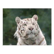 WEISSER TIGER POSTKARTE