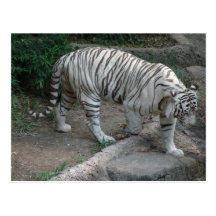 Weißer Tiger Postkarten