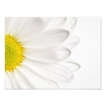 Weißes Gänseblümchen-Blumen-Hintergrund kundengebu Fotodruck