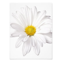 Weißes Gänseblümchen-Blumen-Hintergrund kundengebu Photographischer Druck