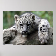 weißes Leopardplakat