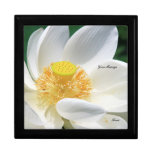 Weißes Lotus-Geschenkbox