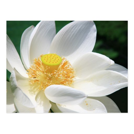 Weißes Lotus Postkarten
