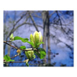 Weißes Magnolien-Foto