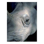 Weißes Nashorn-Kopf Postkarte