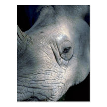 Weißes Nashorn-Kopf Postkarte
