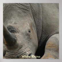Weißes Nashorn Plakat