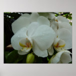 Weißes Orchideen Plakat