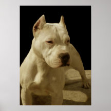 Weißes pitbull Plakat
