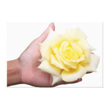 Weißes Segeltuch der Rose in der Hand Galerie Faltleinwand
