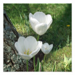 Weißes Tulpe-Blumen-Trio Foto