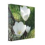 Weißes Tulpe-Blumen-Trio Gespannte Galerie Drucke