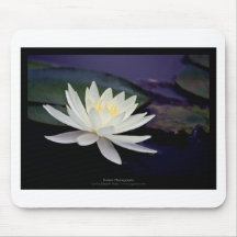 Weißes Wasser-Lilie der Blumen-039 Mousepads