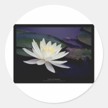 Weißes Wasser-Lilie der Blumen-039 Sticker